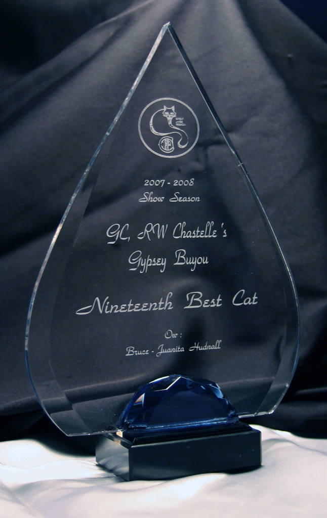 19th Best Cat Award
