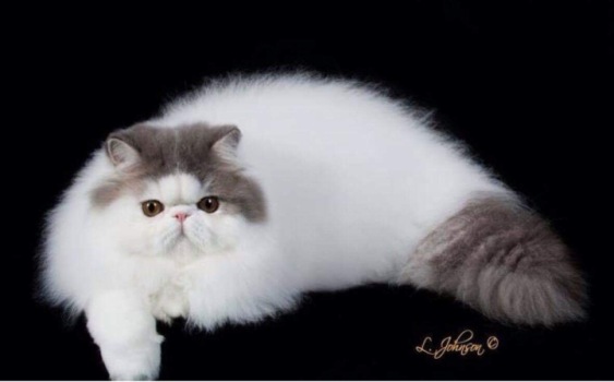 persian van cat